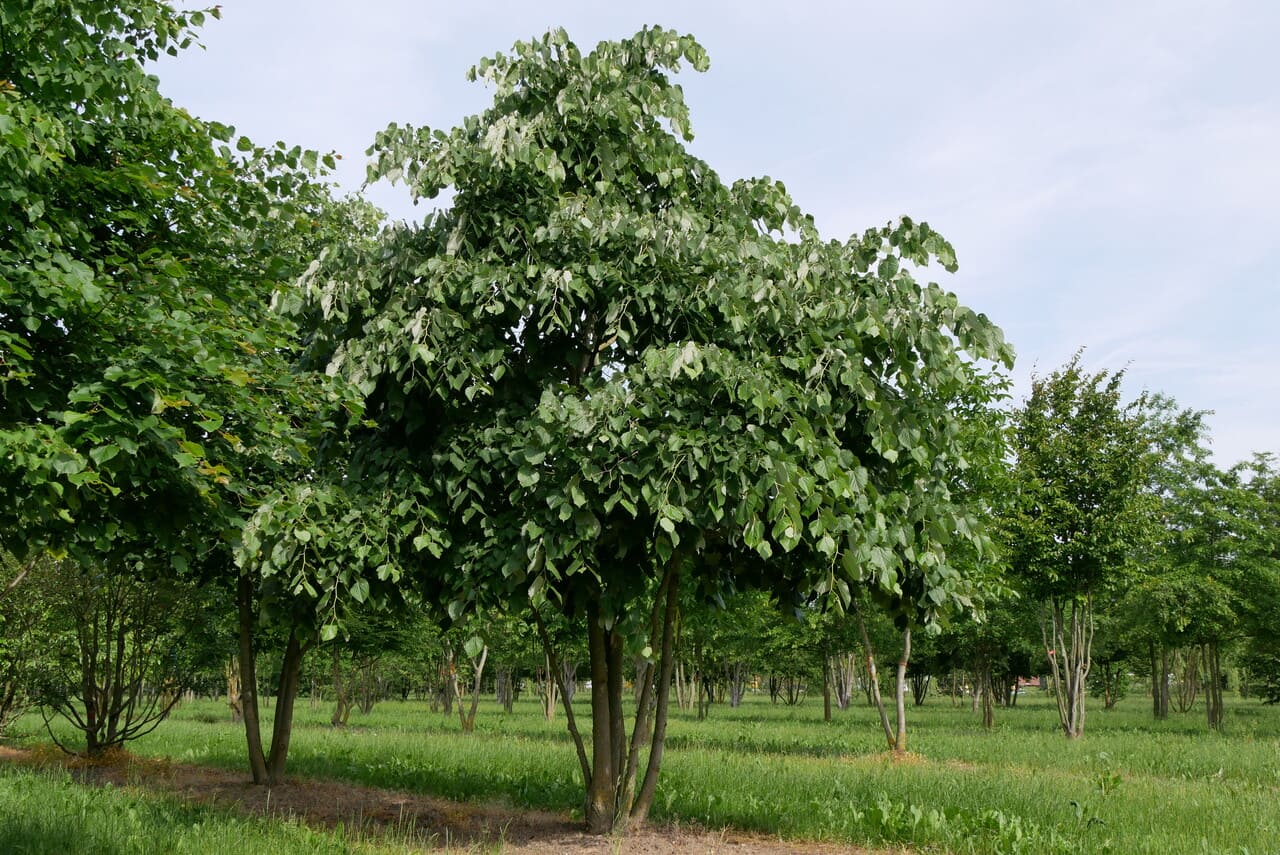 Acer Campestre